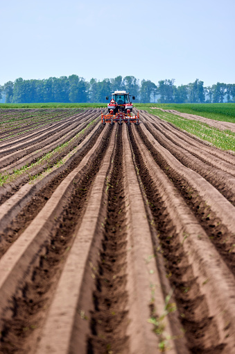 A tractor works the Agriculture potato Field on a summer day