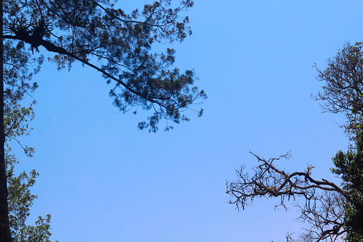 blue sky background with tree branches
