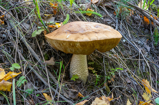 The majestic boletus mushroom (Leccinum scabrum) emerges from the forest floor, its sturdy stem and cap representing the resilience of the forest.