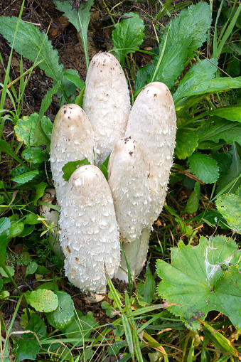 Coprinus comatus, the shaggy ink cap, lawyer's wig, or shaggy mane. Mushrooming. Autumn season. Beautiful mushroom. Choice edible young mushroom.