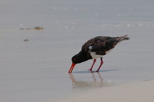 An Australian Pied Oystercatcher, a shorebird, feeding on molluscs in the wet sand of the surf zone