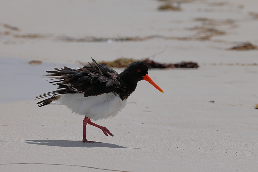 An Australian Pied Oystercatcher, a shorebird, shaking off water in the surf zone