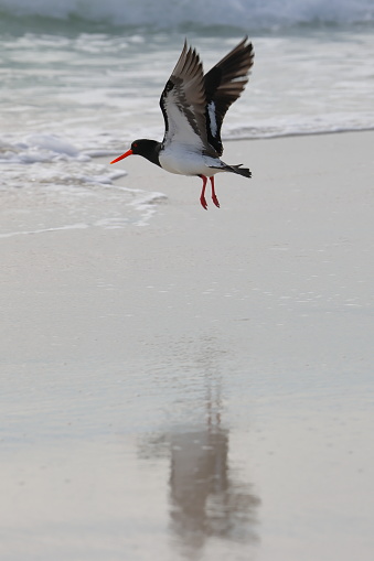 An Australian Pied Oystercatcher, a shorebird, in flight over a wet beach, with its reflection in the wet sand