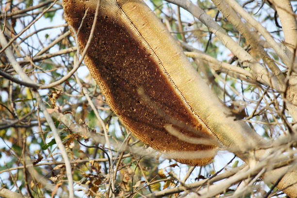Indian honey bee (Apis cerana indica) is a subspecies of Asiatic honey bee. It is one of the predominant bees found and domesticated in India, Pakistan, Nepal, Myanmar, Bangladesh, Sri Lanka, Thailand and mainland Asia. Relatively non-aggressive and rarely exhibiting swarming behavior, it is ideal for beekeeping. They usually build multiple combed nests in tree hollows and man-made structures. They can adapt to living in purpose-made hives and cavities.