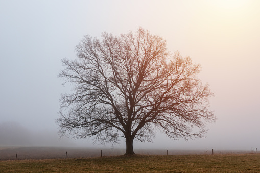 Golf Course in the foggy morning.