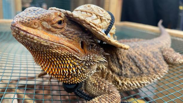 istock A bearded dragon is sitting on a cage wearing a round cap. 2048093230