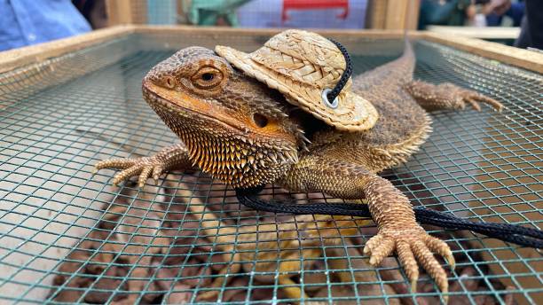 istock A bearded dragon is sitting on a cage wearing a round cap. 2048093232