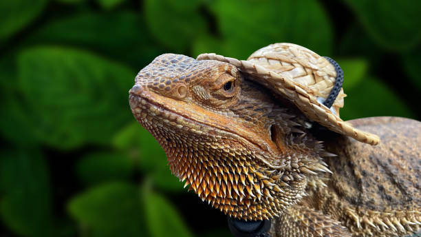 istock Bearded dragon lizard on branch with nature blur background. Beautiful lizard with spikes of sand color. 2048094814
