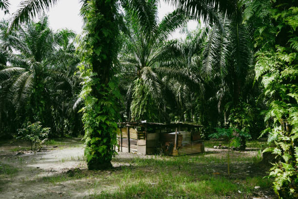 A vibrant view of tropical palm trees showcasing their lush green foliage, creating a serene and exotic atmosphere symbolizing the essence of natural beauty and tranquility in a tropical paradise.\nSiargao, Philippines