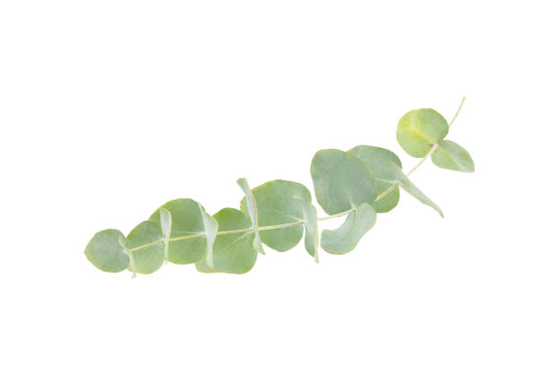 istock Eucalyptus leaves. Aromatherapy. Fresh eucalyptus close-up, on background. Fragrant essential oil. View from above. Copy space. Natural cosmetics and skin care concept. 2048115626