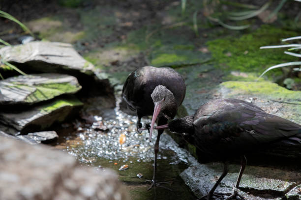 Two Puna-Ibis Bird At Amsteram The Netherlands 24-3-2023