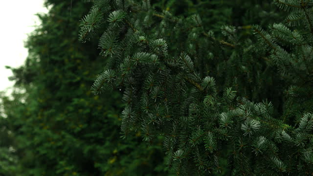 Fir forest trees. Green branches of pine trees. Twig of young fir. Fir branch in early spring. Young green twigs.