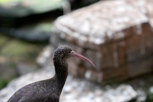 A Puna-Ibis Bird At Amsterdam The Netherlands 24-3-2023