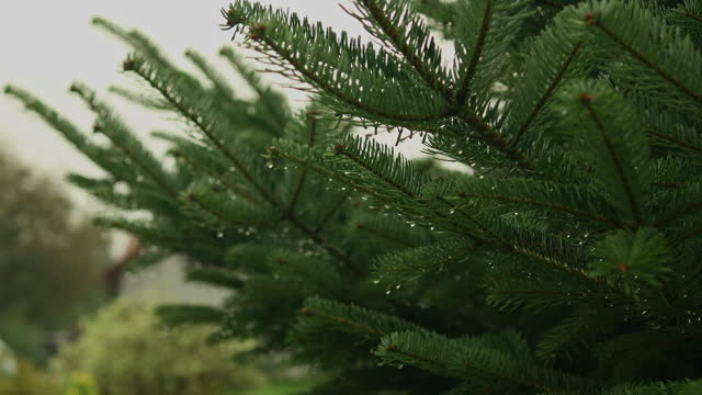 Fir forest trees. Green branches of pine trees. Twig of young fir. Fir branch in early spring. Young green twigs.