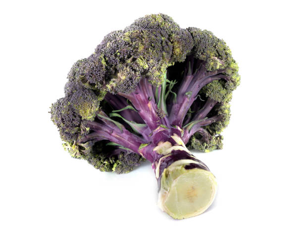 istock Purple Broccoli in the Studio 2048133288