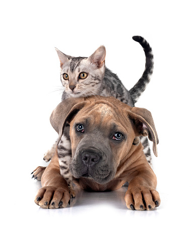 bengal cat and cane corso in front of white background