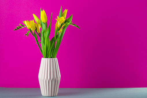 yellow tulips in vase on the table on magenta background