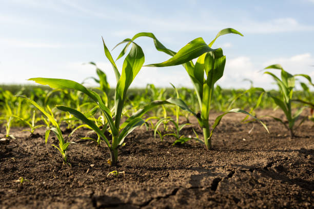 istock Closeup of Organic Corn Field 2048147492