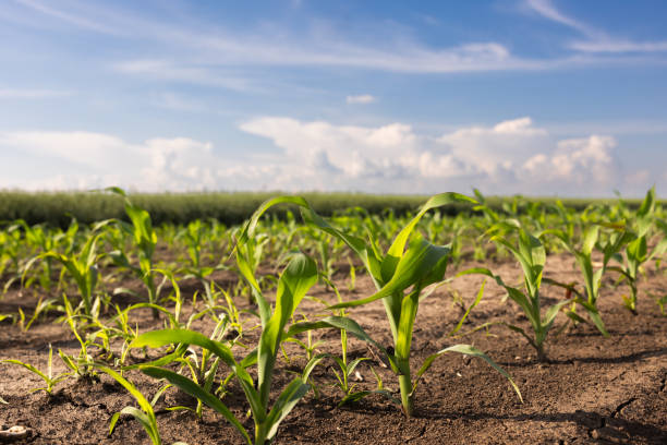 istock Closeup of Organic Corn Field 2048149590