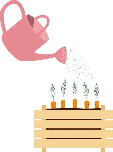 Vector illustration of Garden can watering planting carrots in wooden crate. Carrots in box isolated in white background