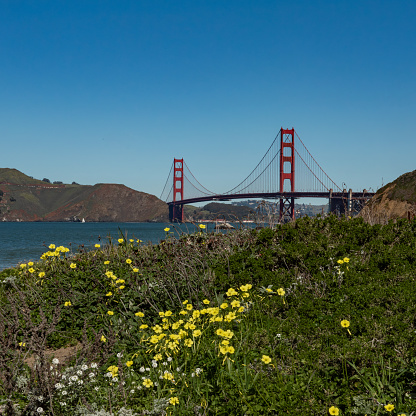 Panoramic view of the Golden Gate Bridge viewed from Baker beach on a mostly blue sky day copy space and hills adorned with yellow Wood sorrel