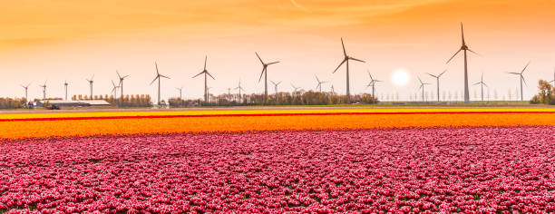 istock Panorama of a sunset over tulips and wind turbines 2048162248