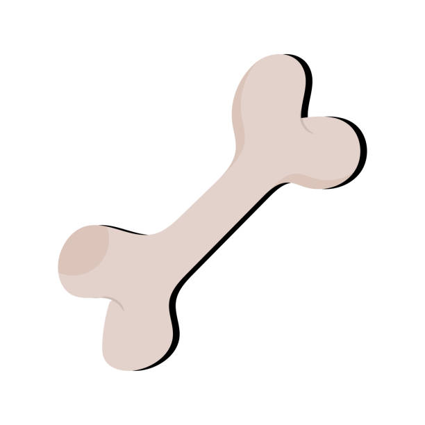 istock Dog bone vector icon. Cartoon dog icon Flat Design Pet Care 2048168772