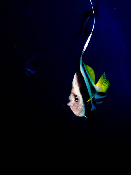 istock Pennant Coralfish on Great Barrier Reef 2048169642
