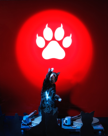 A tabby and white domestic cat appears to be working at a DJ in a club with a large lit paw logo. He punches the air from behind the decks as cat silhouettes look on in this humorous studio image.