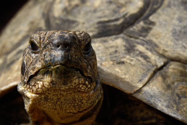 istock Face-On Portrait of Mediterranean Spur Thighed Tortoise 2048174401