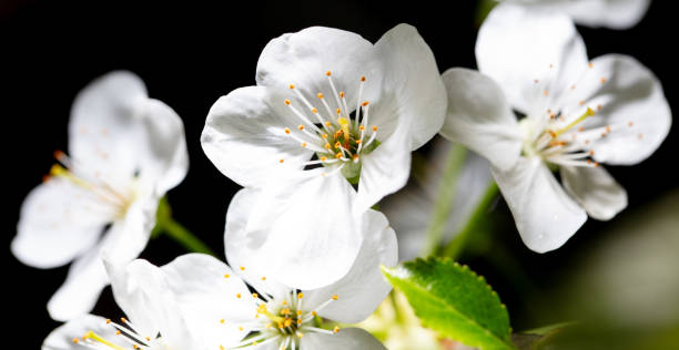 istock White cherry flowers isolated on black background. Close-up 2048174421