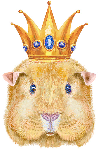 Guinea pig with golden crown. Pig for T-shirt graphics. Watercolor Self guinea pig illustration