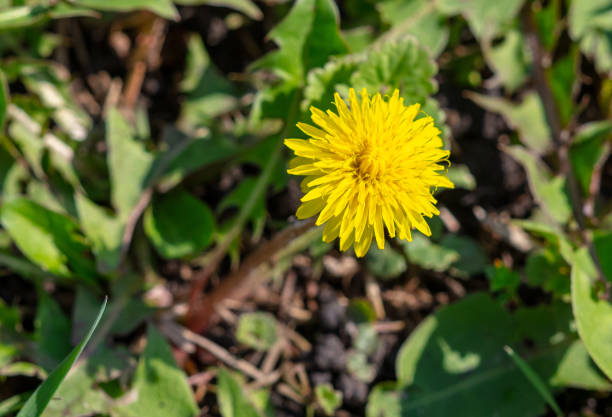 istock Yellow dandelion flowers in nature in spring 2048198966