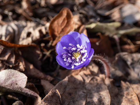 Close-up of beautiful, purple first spring bloomers - wildflowers Large blue hepatica (Hepatica transsilvanica) in bright sunlight in early spring