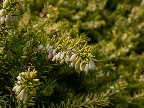 Macro of the Heather (Erica carnea) 'Golden Starlet' with lime-green foliage flowering with pure white flowers in short racemes in spring