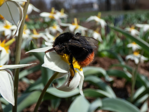 Macro of the Red-tailed bumblebee (Bombus lapidarius) on the Botanical Tulip or Turkestan tulip (Tulipa turkestanica) flowering with star-shaped flowers