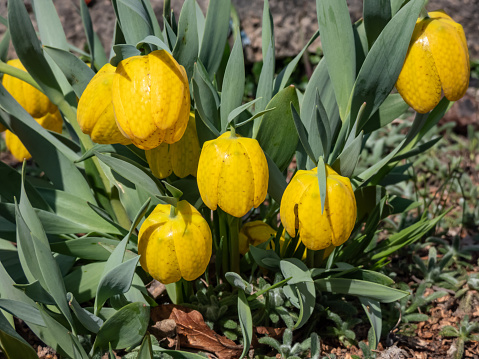 Close-up shot of the golden fritillary (Fritillaria aurea) flowering with broadly bell-shaped, yellow, chequered flowers in springtime. Floral scenery in garden