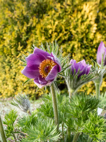 Close-up shot of beautiful group of purple spring flowers Pasqueflower (Pulsatilla) with yellow center surrounded with dry leaves appearing in a flower bed in early spring
