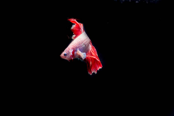 the beauty of white betta fish on a black background. betta fish with long red and white tails