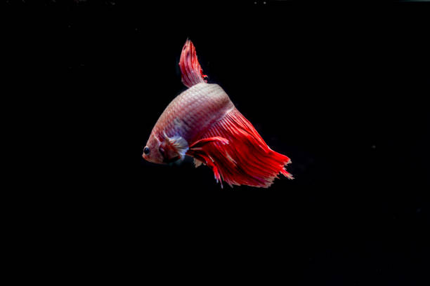 the beauty of white betta fish on a black background. betta fish with long red and white tails