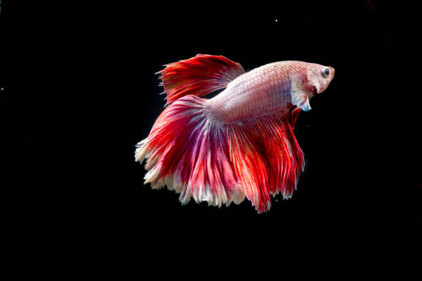 istock the beauty of white betta fish on a black background 2048228640