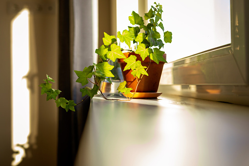 House plant in a flower pot on the window sill