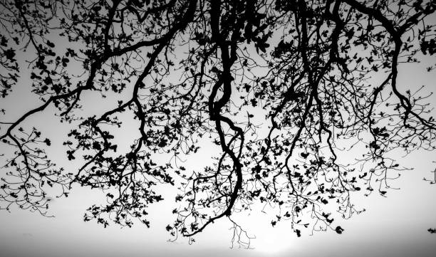 Free Stock Photo of Black and White Photo of a Tree Branch | Download ...