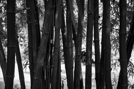 Lush, exotic, fresh  green bamboo on bamboo screen background