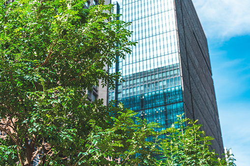 Business towers and Green leaves in Marunouchi, Tokyo