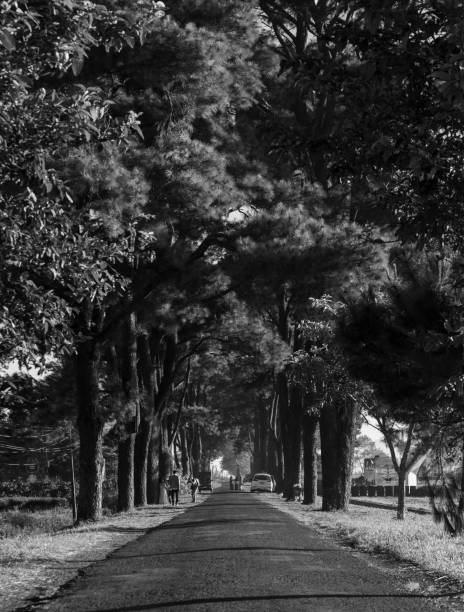 Located in the romantic Bien Ho tea area, about 10 km from Pleiku center, is a road under a hundred-year-old pine canopy that is popular with young people. Many people call this place \