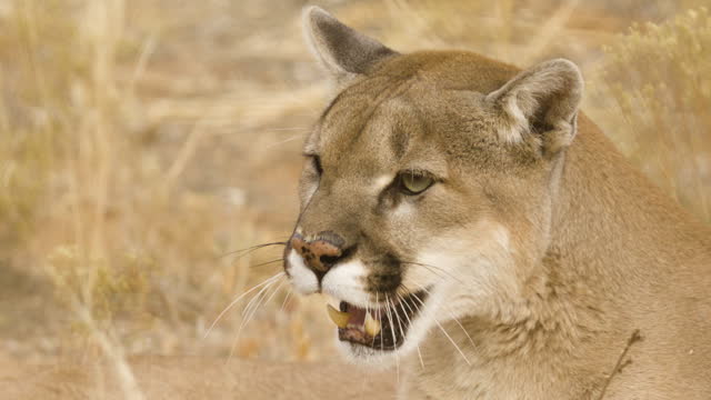 Snarling mountain lion close up