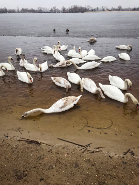 istock graceful swans on the river 2048273872