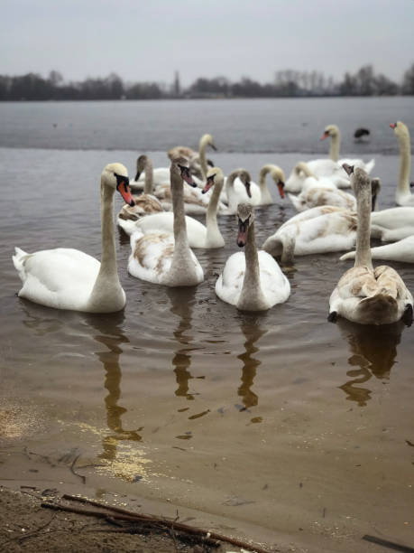 istock graceful swans on the river 2048273885