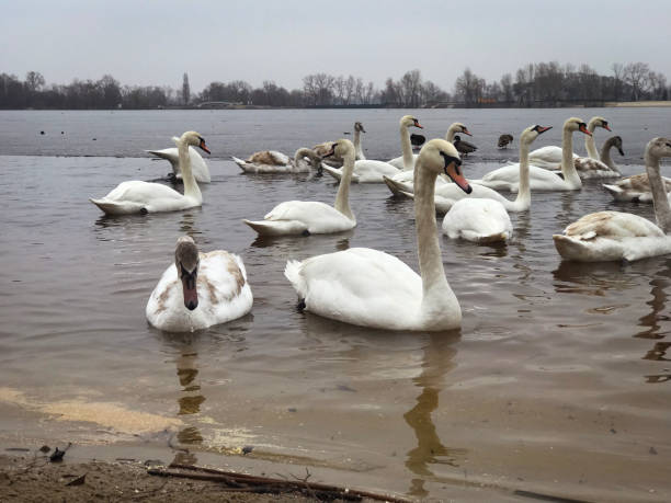 istock graceful swans on the river 2048273892